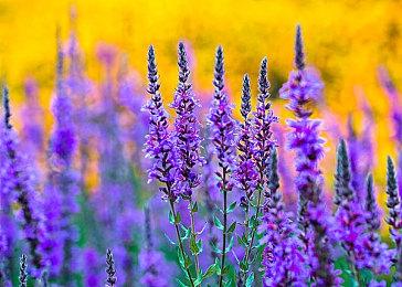 《割绳子3》公布冒险预告 本周登陆Apple Arcade